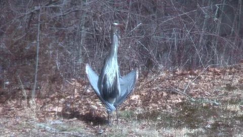 Blue Heron Wing Spread In The Sun, New England, March 2020 1080 Stock Footage 127402825