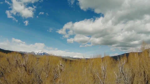 Blue Herons Fly from Tree Nests Video stock 25271512