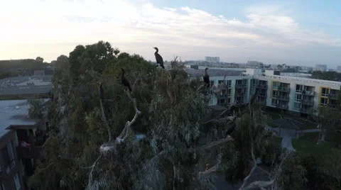 Blue Herrings take flight from tree in Marina. Stock Footage 58669431