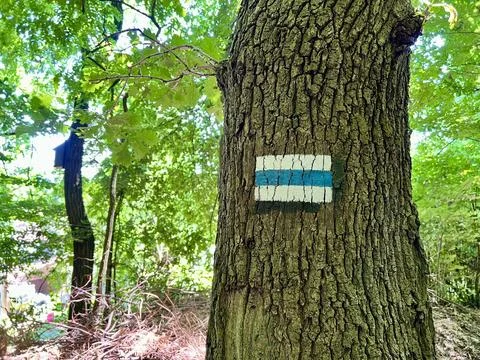 A blue hiking route mark on a tree trunk in Bielany-Tyniec Landscape Park, Stock Photos