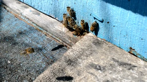 Blue hive with bee Stock Footage 36861105