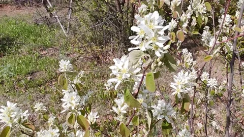 Blue honeysuckle blooms. Stock Footage 195937098