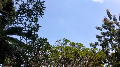 Blue Horizon Behind the Trees Vídeo Stock 332057965