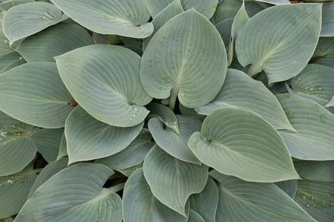 Blue hosta leaves background with dew drops for gardening website backdrop Stock Photos