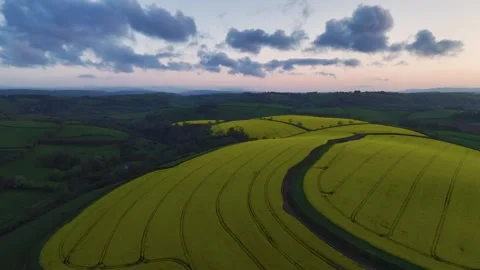 Blue Hour over Rapeseed fields and farms from a drone, Devon, England 動画素材 240200701