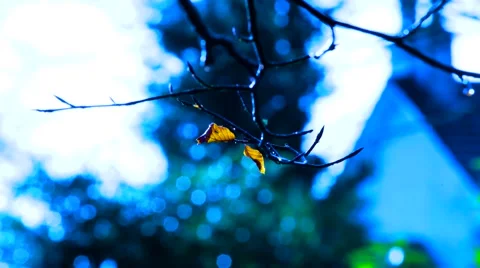 Blue Hue winter tree Stock Footage 68668457