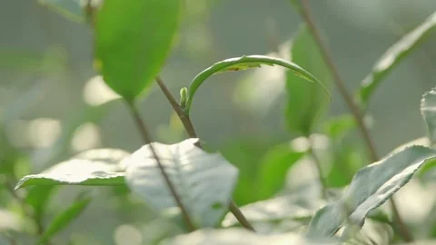 Blue human eye looking around and blinking close up 動画素材 333817063