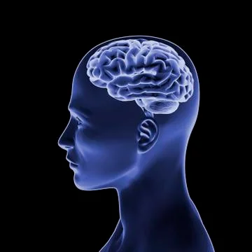 Blue human head with brain, side view, 3d illustration Stock Illustration