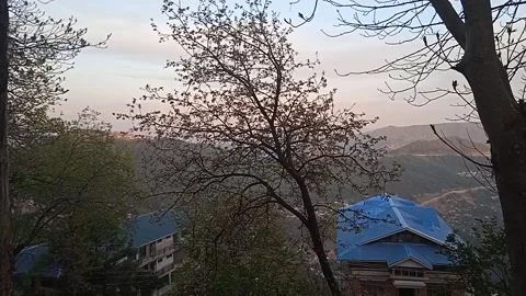 Blue hut in forest Video stock 153023931