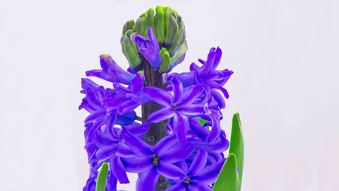 Blue Hyacinth Flower Blooming. Stock Footage 73844043