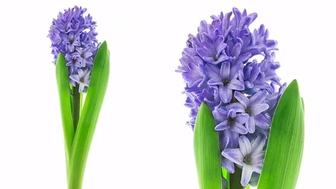 Blue hyacinth flower blooming timelapse Stock Footage