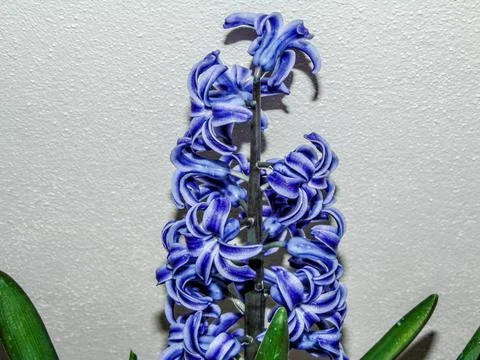Blue hyacinth flower isolated on white Stock Photos
