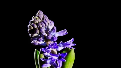 Blue Hyacinth Flower Opening 스톡 동영상 74237704