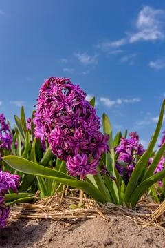 Blue Hyacinth flower Stock Photos