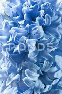 Blue hyacinth flowers as floral backgroungs Stock Illustration