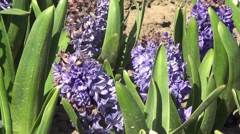 Blue hyacinth Stock Footage 59891837