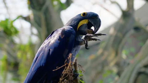 Blue Hyacinth Macaw Close Up Stock Footage 281789221
