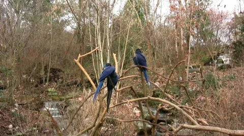 Blue Hyacinth Macaw Video stock 328926