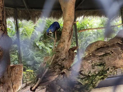 Blue hyacinth macaw perched on tree branch in aviary Stock Photos