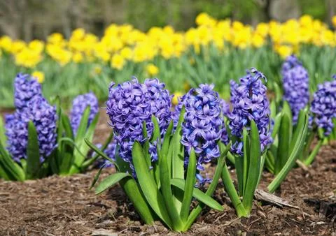 Blue hyacinth Stock Photos