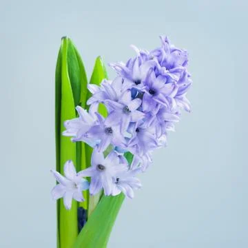 Blue Hyacinth Stock Photos
