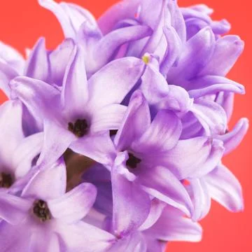 Blue Hyacinth Stock Photos