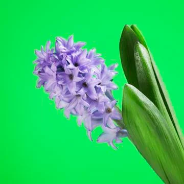Blue Hyacinth Foto stock
