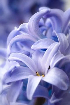 Blue hyacinth Stock Photos