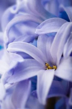 Blue hyacinth Stock Photos