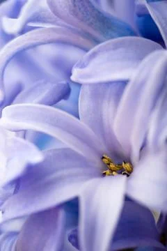 Blue hyacinth Stock Photos