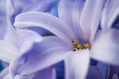 Blue hyacinth Stock Photos