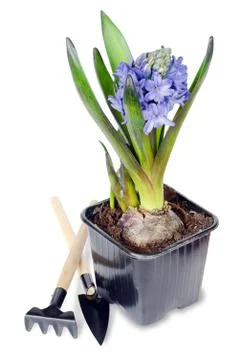 Blue hyacinth Stock Photos