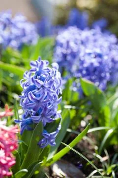 Blue Hyacinth Stock Photos