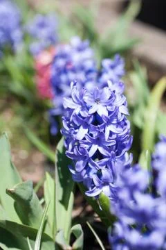 Blue Hyacinth Stock Photos