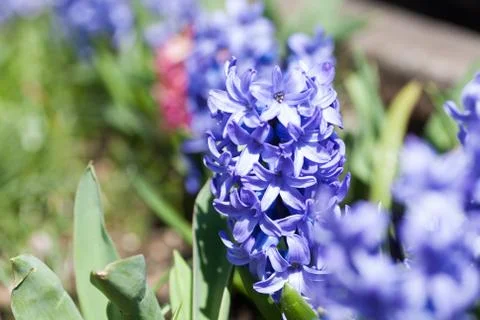 Blue Hyacinth Stock Photos