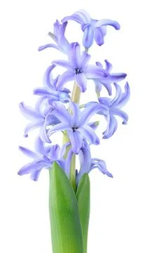 Blue hyacinth Stock Photos