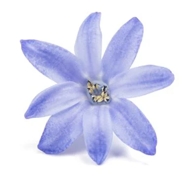 Blue hyacinth Stock Photos