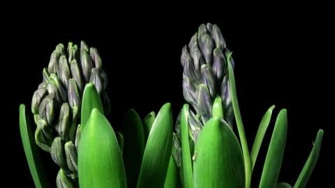 Blue Hyacinth Time-lapse Stock Footage 273835707