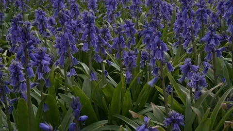 Blue hyacinths Video stock 132999400