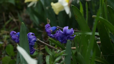 Blue hyacinths 스톡 동영상 179070397