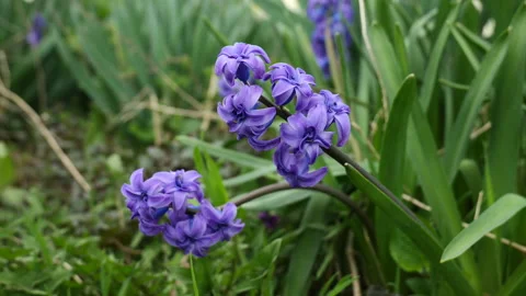 Blue hyacinths 스톡 동영상 179083709