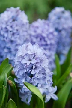 Blue hyacinths in the spring garden Stock Photos