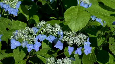 Blue hydrangea and flying bees Video stock 145107443