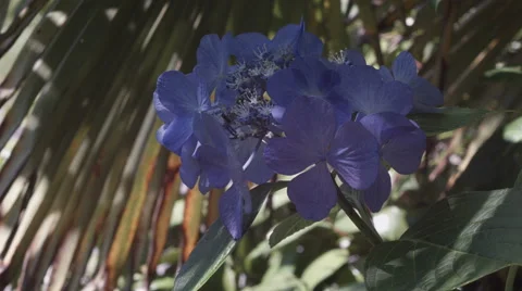 Blue Hydrangea and palm leaves moving slowly in the wind Stock Footage 52241920