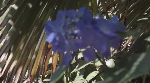 Blue Hydrangea and palm leaves moving slowly in the wind, close up Video stock 52242138