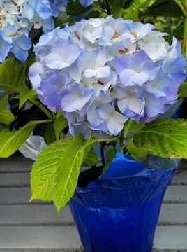 Blue hydrangea beauty 스톡 사진