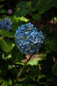 Blue Hydrangea Bloom Cluster Garden Close-Up Florida Summer Stock Photos