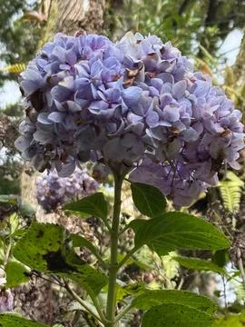 Blue Hydrangea in Bloom Stock Photos
