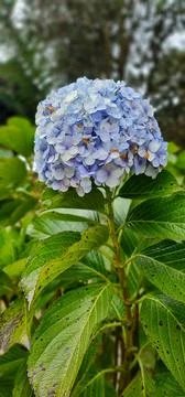 Blue Hydrangea in Bloom Stock Photos