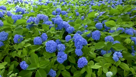 Blue hydrangea blooming all over Stock Footage 145107425